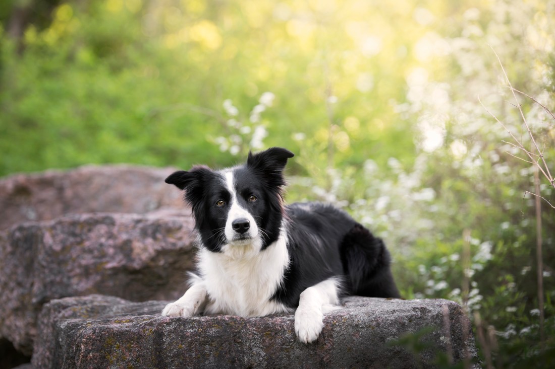 Bordercollie